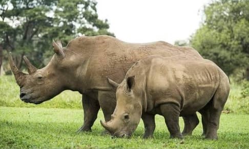 Zziwa Rhino Sanctuary Activities